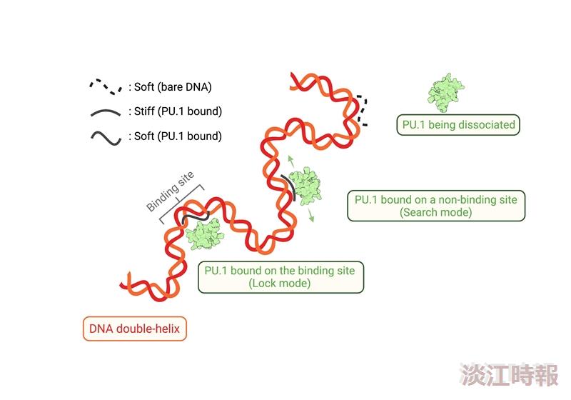 轉錄因子找出基因序列　蔡旻燁論文登上JACS期刊