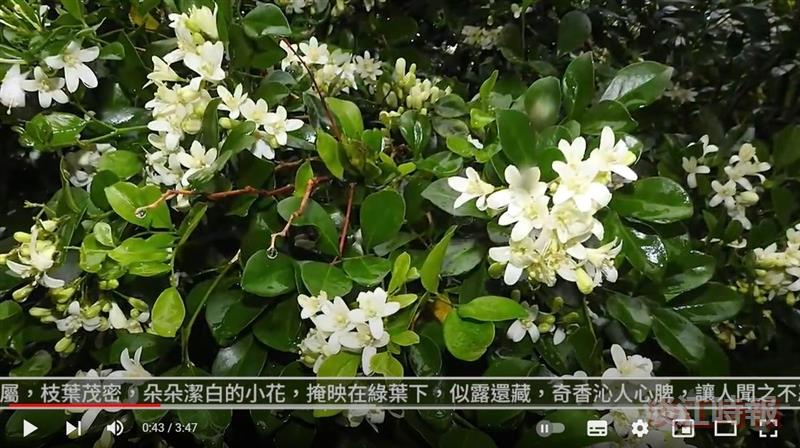 白花凝春露 清馥隨風傳 賽博頻道帶您共賞月橘七里香