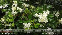 白花凝春露 清馥隨風傳 賽博頻道帶您共賞月橘七里香