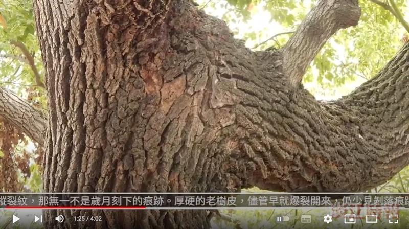常青堅實棟梁材 驅蟲薰香人人愛 賽博頻道帶您見識臺灣寶樟