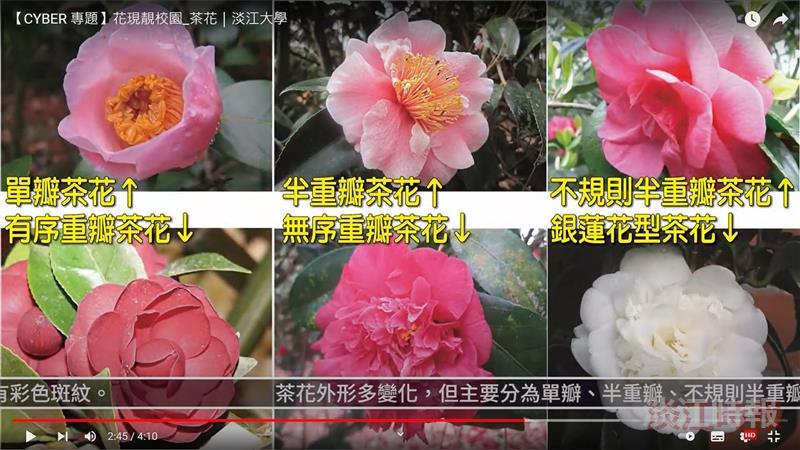凌霜雪後沐春風 宇內共榮花學士 賽博頻道帶您共賞茶花