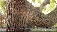 常青堅實棟梁材 驅蟲薰香人人愛 賽博頻道帶您見識臺灣寶樟