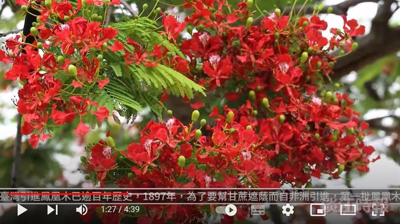 驪歌催 情永隨 願似鳳凰展翅飛 賽博頻道祝畢業生鵬程萬里
