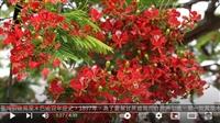 驪歌催 情永隨 願似鳳凰展翅飛 賽博頻道祝畢業生鵬程萬里