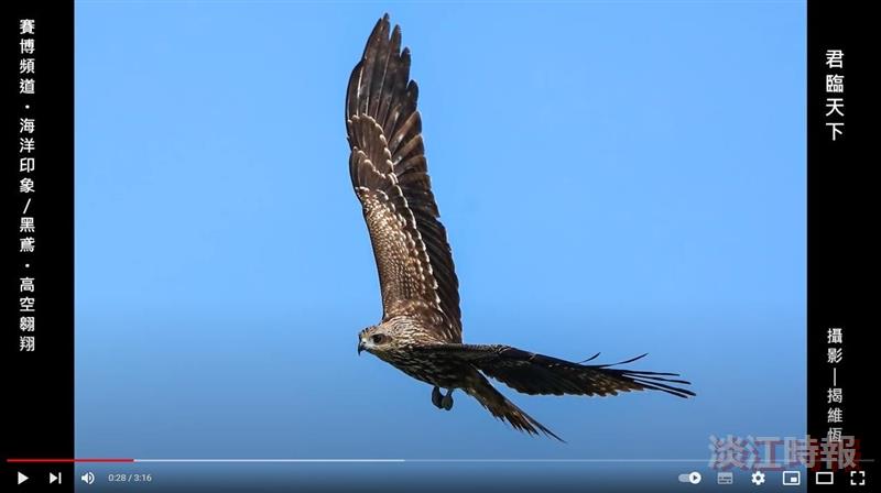 【賽博之窗】狂放不羈 鳶翼天翔 賽博帶你共賞天空霸者雄姿