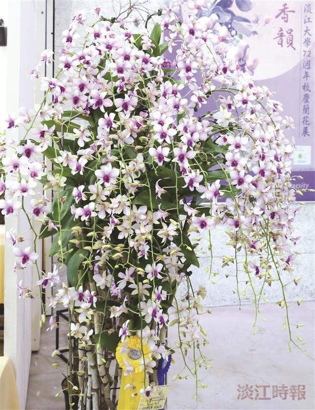 校慶蘭花展