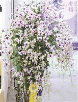 校慶蘭花展