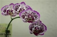 校慶蘭花展