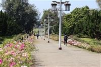 杜鵑綻放 邀你春之饗宴來賞花