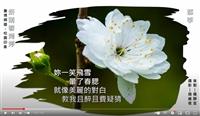 群芳爭報淡江春 賽博頻道邀你校園賞花
