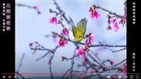 【賽博之窗】緋櫻綻放春滿枝 繡眼娉婷舞花間 賽博頻道邀你共賞校園好景