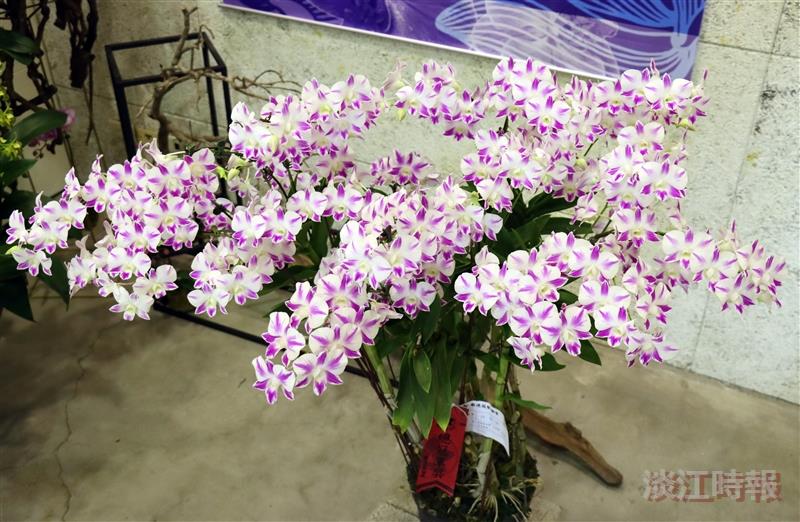 校慶蘭花展