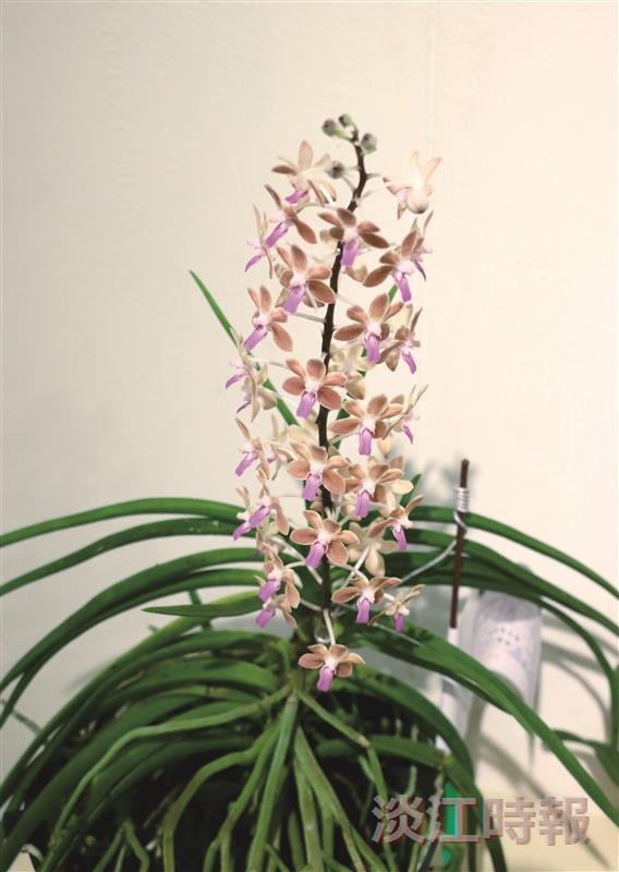 校慶蘭花展