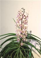 校慶蘭花展