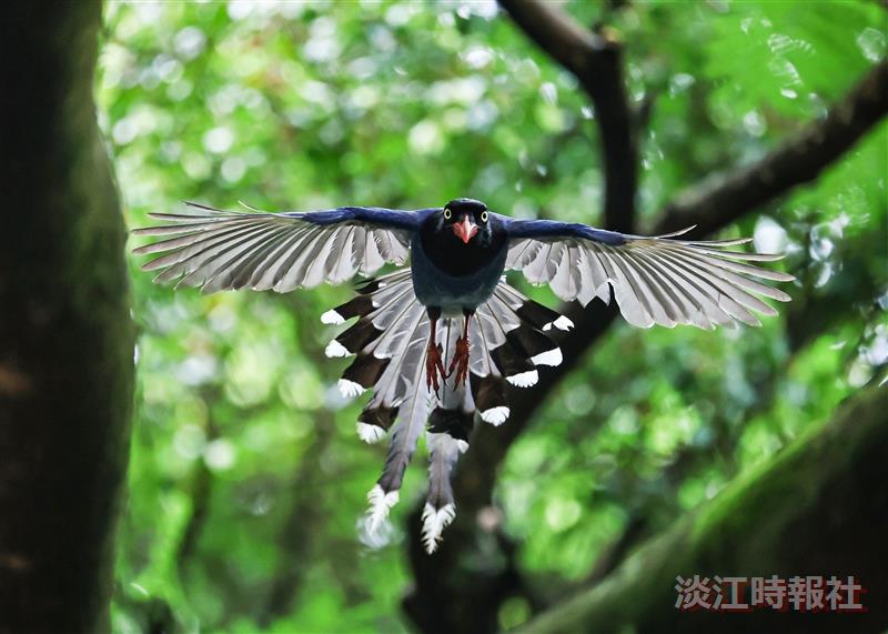 淡水校園生態豐富，常見臺灣藍鵲在樹林間飛舞。（攝影／揭維恆）