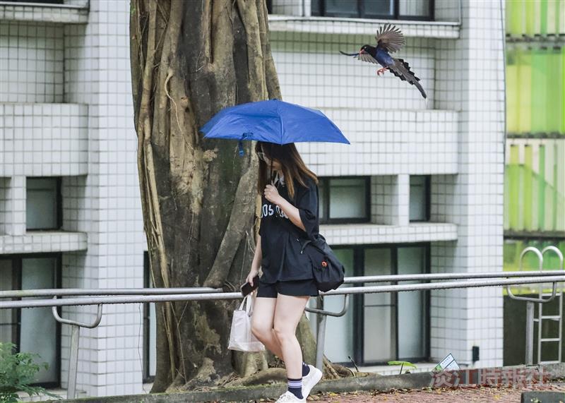 Taiwan Blue Magpie Brooding Season: Avoid Attacks with Umbrellas and HatsFaculty, staff, and students can protect themselves by using umbrellas, wearing hats, or taking a detour when passing through areas with Taiwan Blue Magpie nests to avoid attacks.