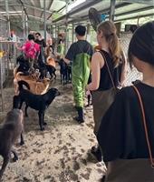 淡江旅行社爬淨狗