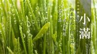 【賽博之窗】雨潤風和新苗漸長 賽博帶你邂逅生機盎然的小滿