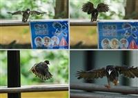 藍鵲廊道幼雛起飛 淡江永續校園的驕傲