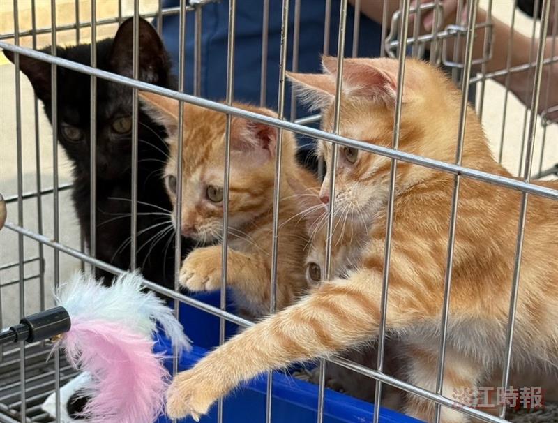 動物週愛心義賣、流浪動物送養