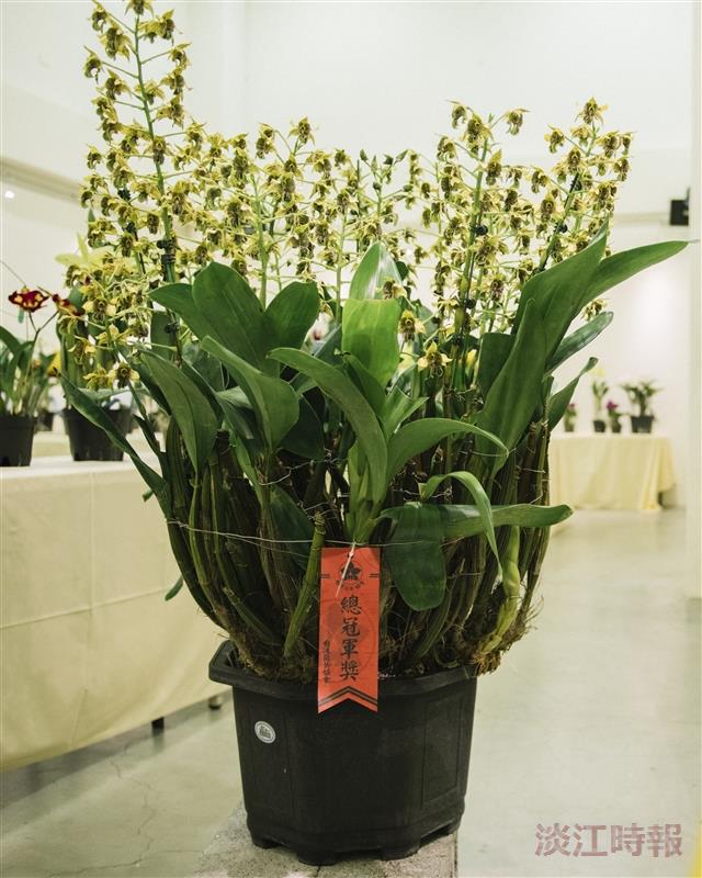 校慶蘭花展