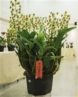 校慶蘭花展