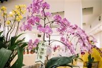 校慶蘭花展