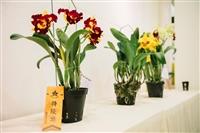 校慶蘭花展