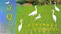 梅津方撒遍 惹紅綠爭妍 賽博頻道帶你信步輕風 攬立夏歡顏