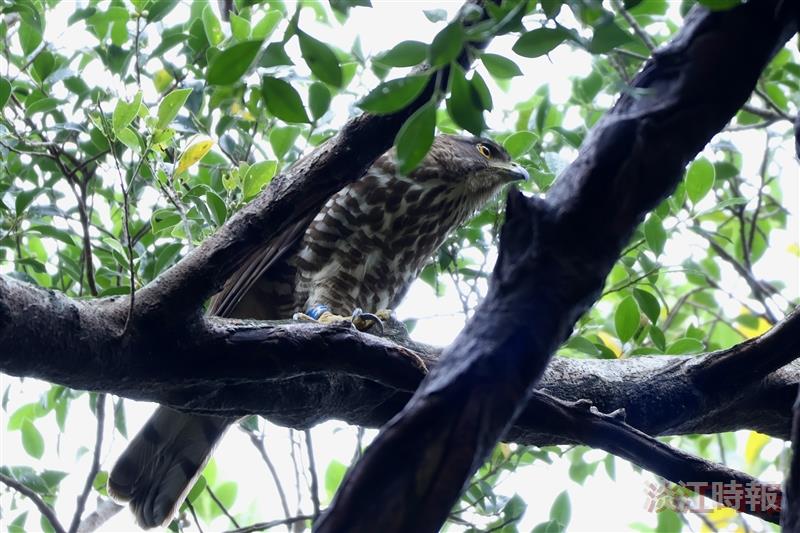 鳳頭蒼鷹幼鳥「藍J3」完成繫放