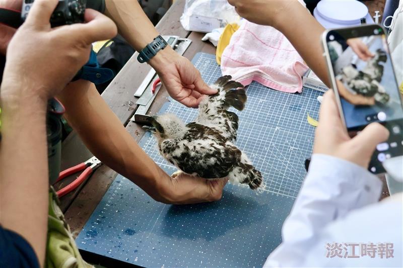 鳳頭蒼鷹幼鳥「藍J3」完成繫放
