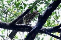 鳳頭蒼鷹幼鳥「藍J3」完成繫放