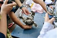 鳳頭蒼鷹幼鳥「藍J3」完成繫放