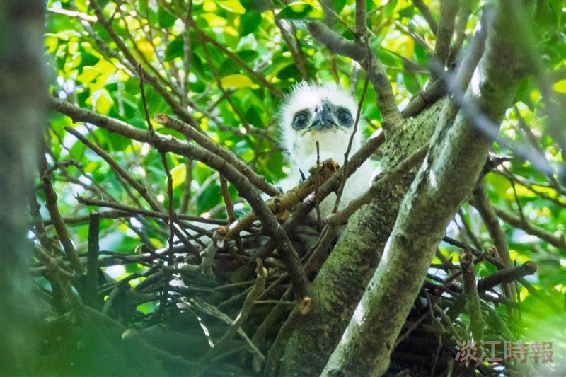 鳳頭蒼鷹幼鳥「藍J3」完成繫放