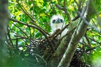 鳳頭蒼鷹幼鳥「藍J3」完成繫放
