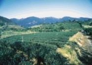 蘭陽校園現植滿了茶樹。（馮文星攝）