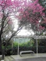 瀛苑櫻花怒放，校園處處美景。（記者陳震霆攝影）