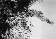叢林心　Jungle Heart 1988 混合媒材