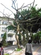 現經樹醫診斷，已理光頭靜養。（攝影�陳震霆）