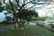 月中兩株榕樹同時生病，一夜之間掉光葉子。（攝影�記者練建昕）
