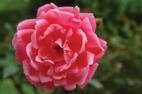 薔薇