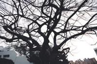 圖�嘉翔