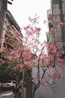 春遊何處去？--永康巷弄尋奇