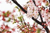 春遊，見識不一樣的淡水--天元宮