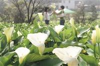 春遊何處去？--竹子湖採芋探春