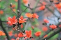 時序入春，校園中、枝頭上，綠意盎然，百花綻放，商館旁的木棉花也於上週盛開，一片火紅，和學生的活潑熱力相呼應。（圖�涂嘉翔）