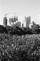 建築系學生拍攝紅樹林生態紀錄，對比生態保護區的美，及現代化開發對生態可能的破壞。（圖�建築系提供）