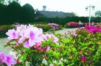 宮燈大道兩旁杜鵑花盛開，景色優美。（攝影�洪翎凱）