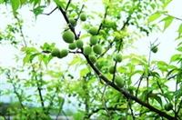「梅園」中，去年才種的梅樹，今年已經結實纍纍了。