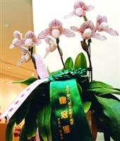 總務處舉辦「黑天鵝的仙履奇緣」蘭花展，圖為會場中最受青睞，獲總冠軍的得獎蘭花，花品為「拖鞋蘭」。（攝影�曾煥元）